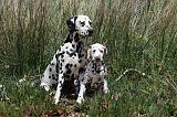 DALMATIEN 309